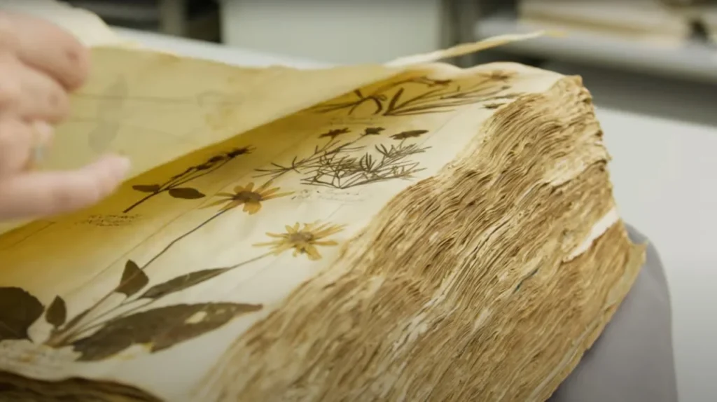 De huidige afbeelding heeft geen alternatieve tekst. De bestandsnaam is: herbarium-still.webp
